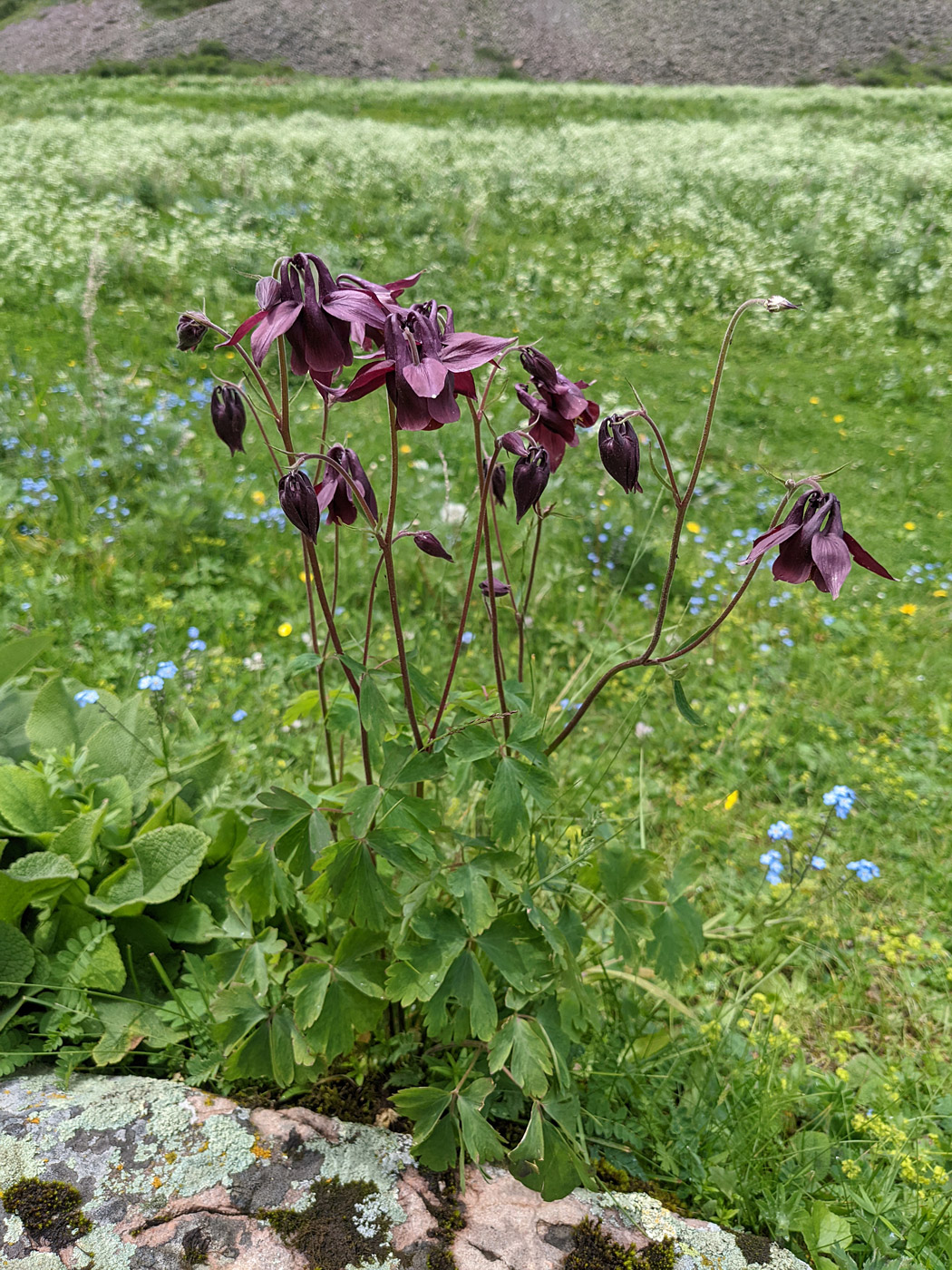 Изображение особи род Aquilegia.