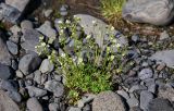 Saxifraga spinulosa. Цветущее растение. Красноярский край, Таймырский Долгано-Ненецкий р-н, плато Путорана, водопад Китабо-Орон, прибрежный галечник. 26.07.2023.