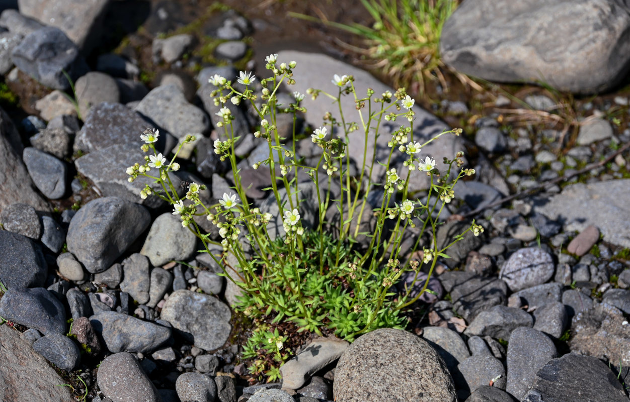 Изображение особи Saxifraga spinulosa.