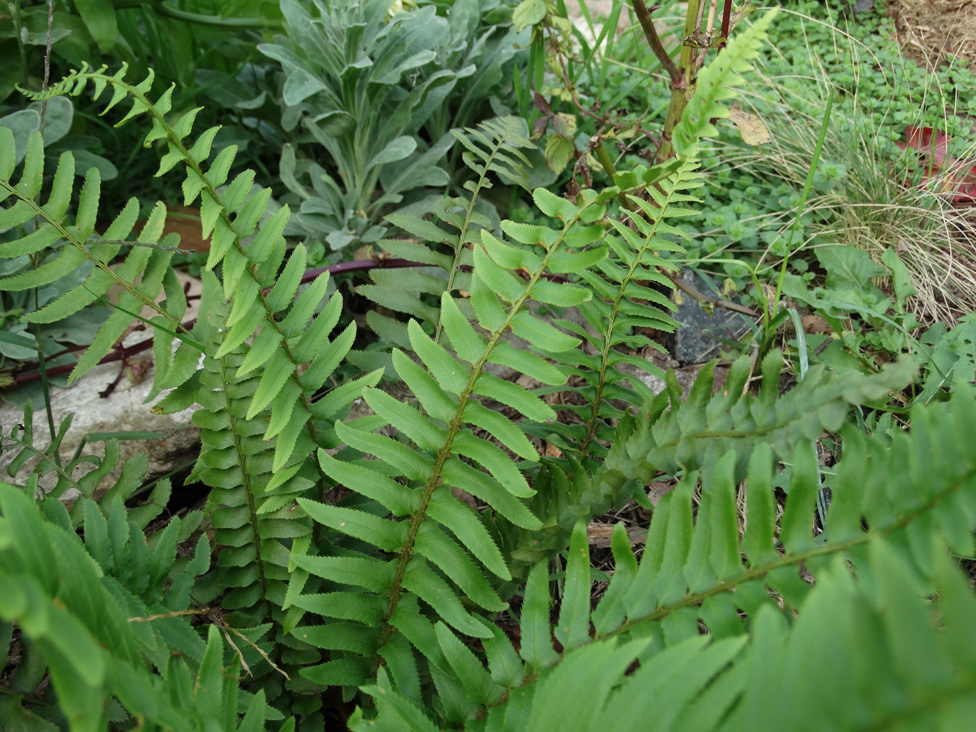 Image of Polystichum munitum specimen.