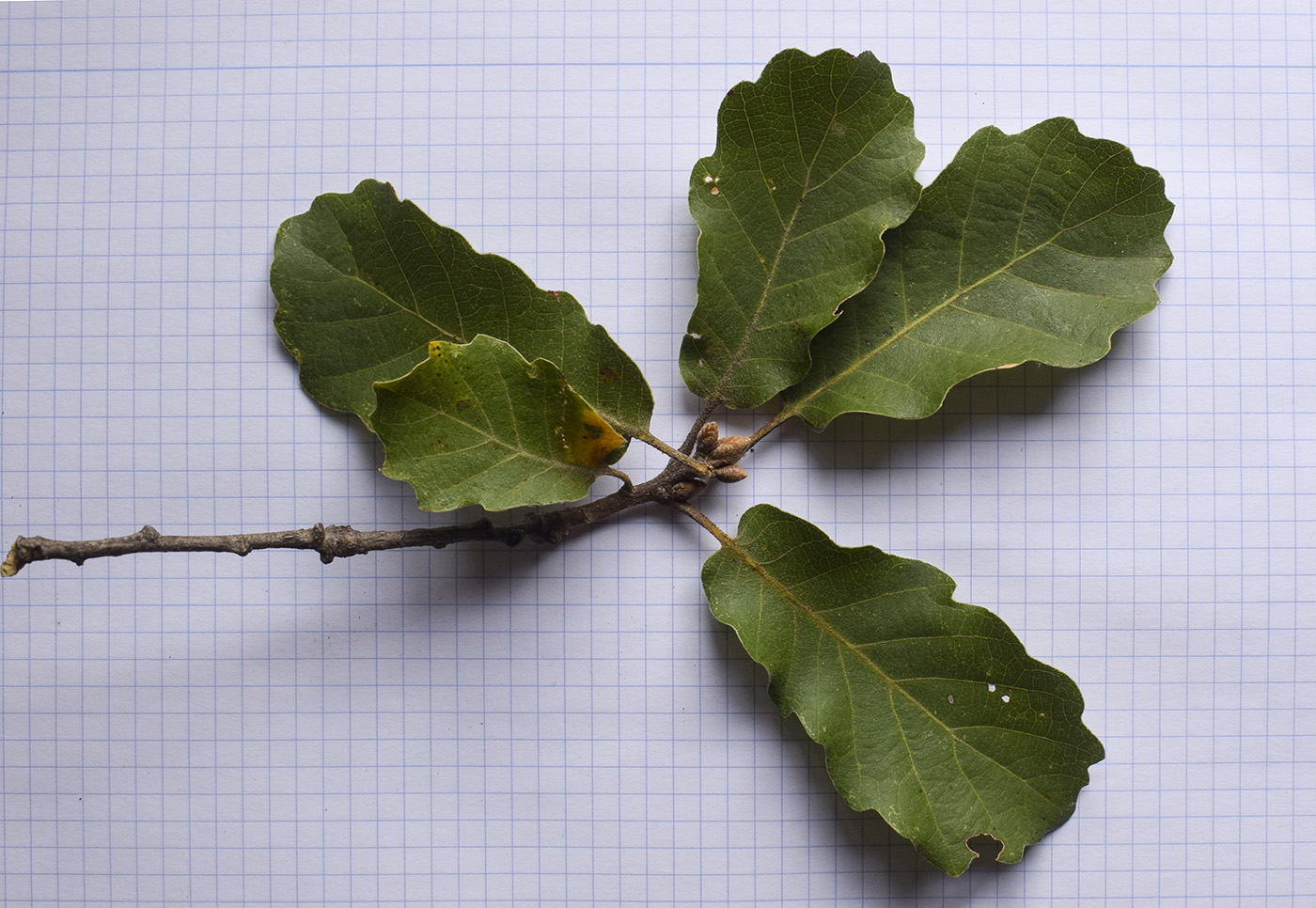 Image of genus Quercus specimen.