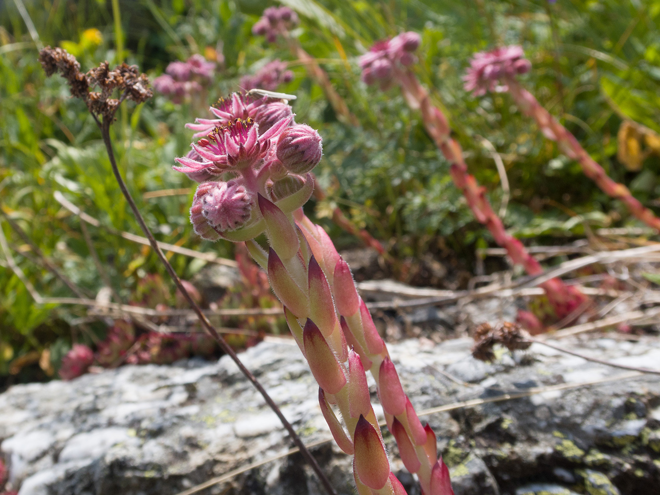 Изображение особи Sempervivum pumilum.