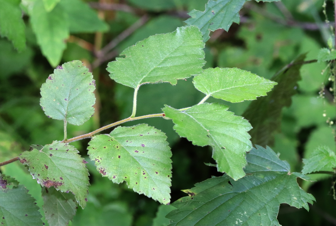 Image of Betula pubescens specimen.