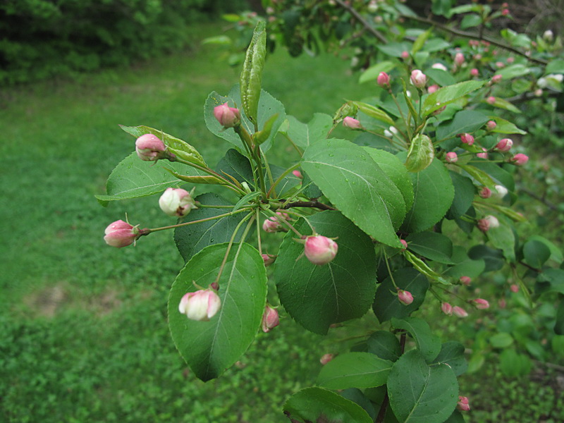 Image of genus Malus specimen.