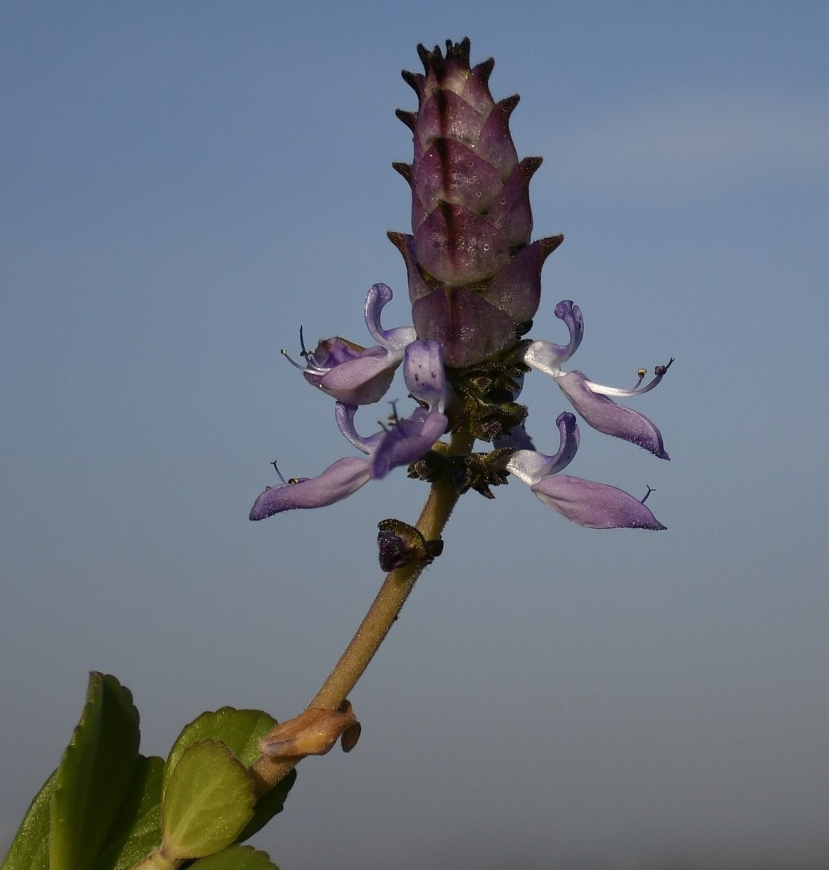 Image of Coleus caninus specimen.