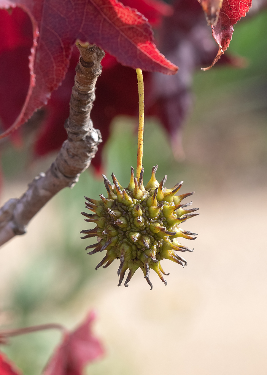 Image of Liquidambar styraciflua specimen.