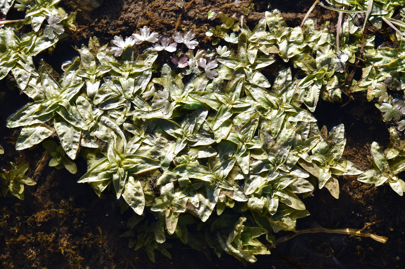 Image of genus Veronica specimen.