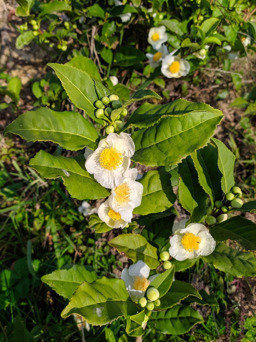 Изображение особи Thea sinensis.