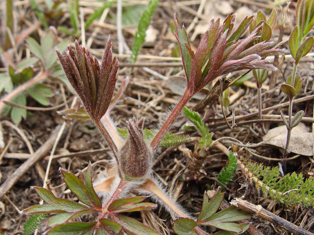 Image of Pulsatilla dahurica specimen.