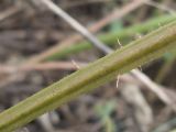 Rubus lloydianus