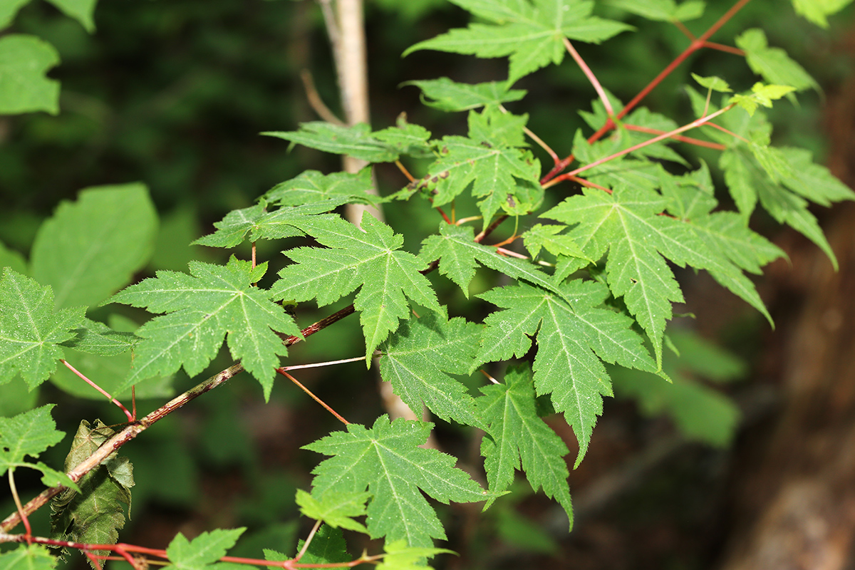 Image of Acer komarovii specimen.