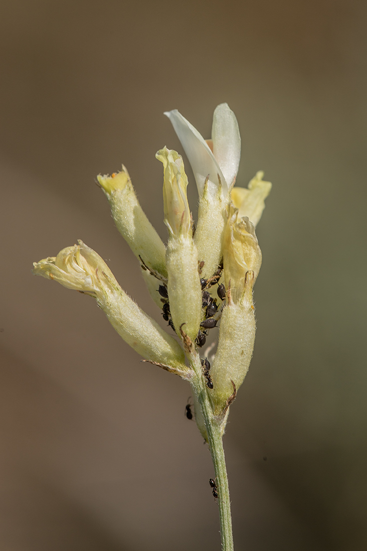 Изображение особи Astragalus albicaulis.