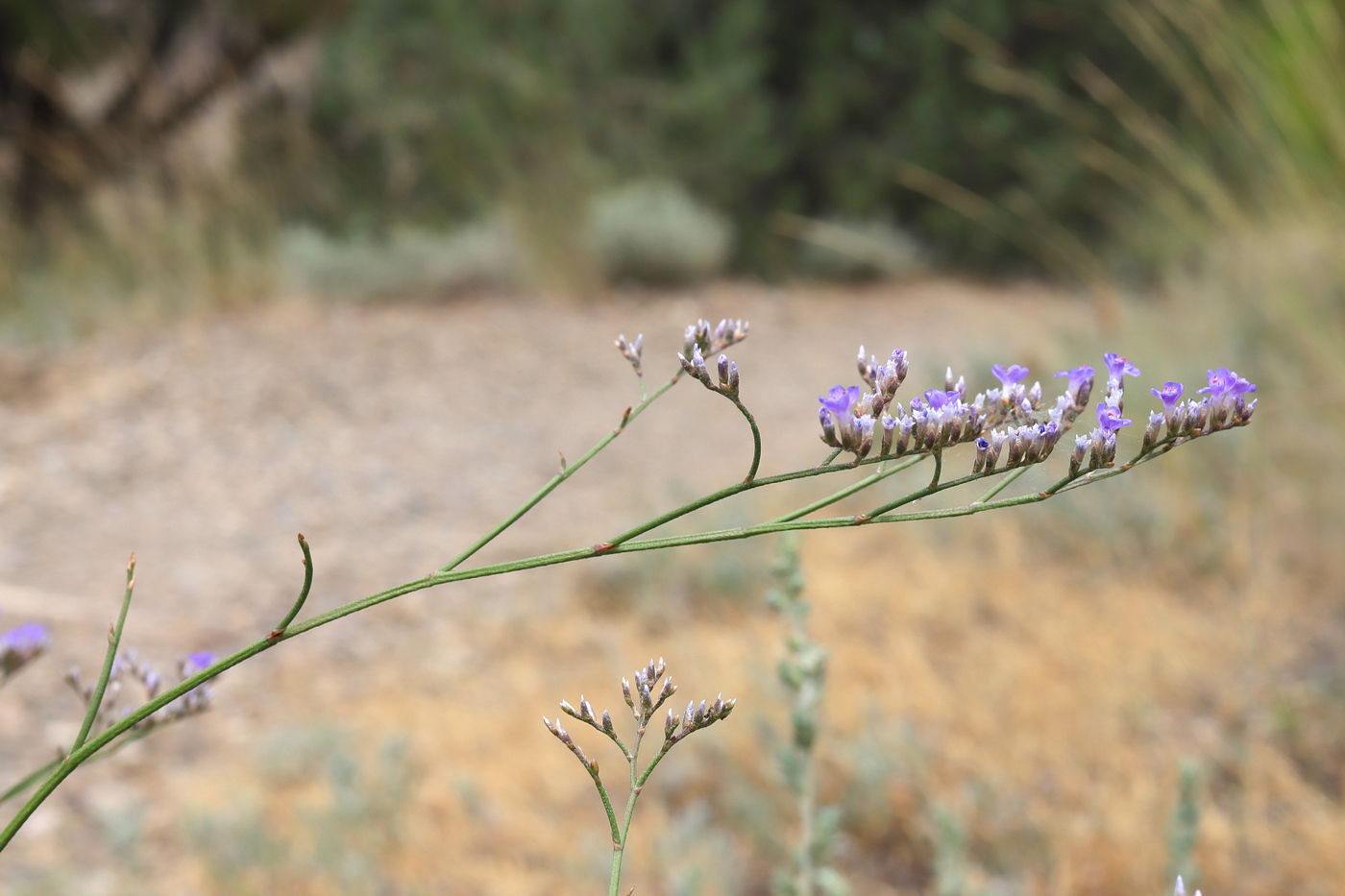 Изображение особи Limonium sareptanum.