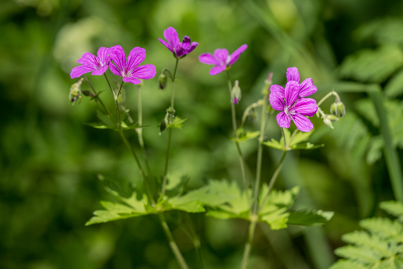 Изображение особи Geranium sylvaticum.