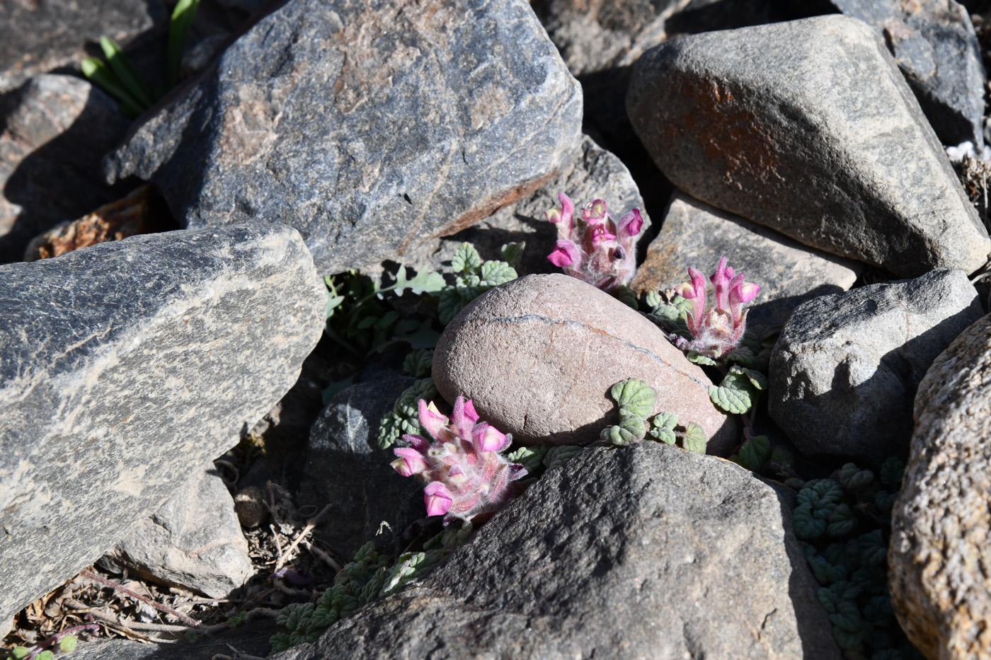 Image of Scutellaria pamirica specimen.