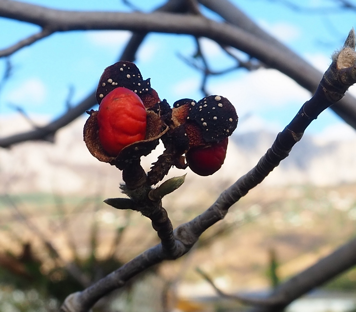 Image of genus Magnolia specimen.