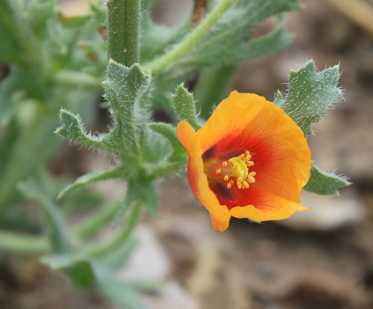 Изображение особи Glaucium corniculatum.