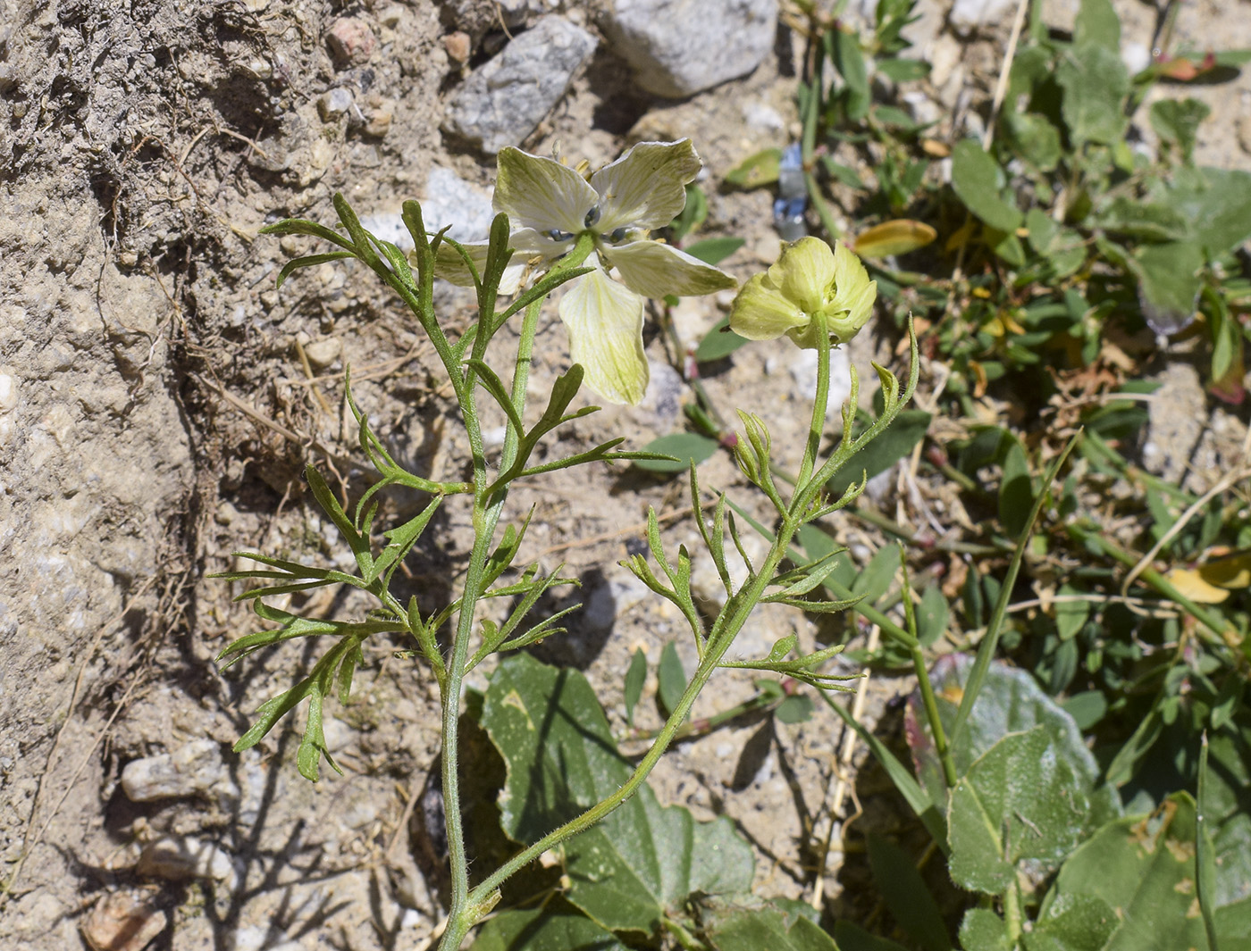 Image of Nigella gallica specimen.