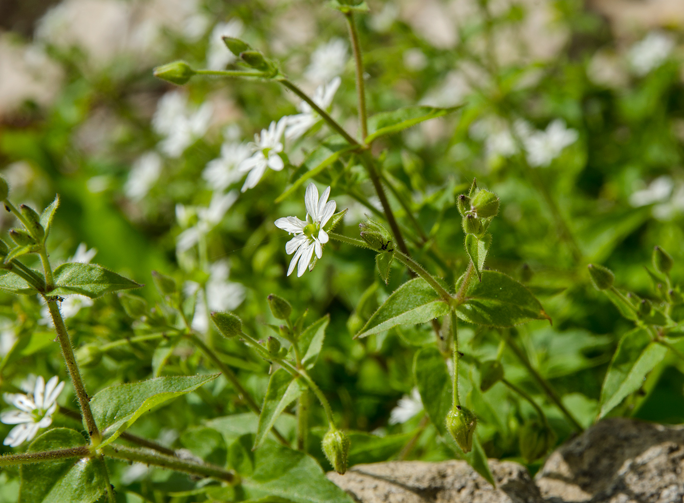 Изображение особи Myosoton aquaticum.