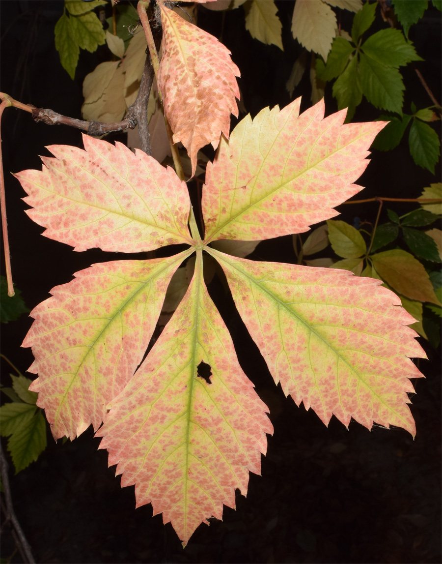 Image of Parthenocissus quinquefolia specimen.