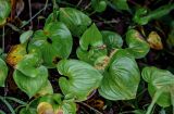 Maianthemum dilatatum