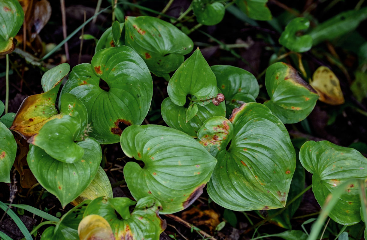 Image of Maianthemum dilatatum specimen.