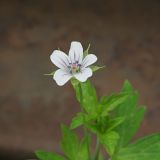 Geranium sibiricum