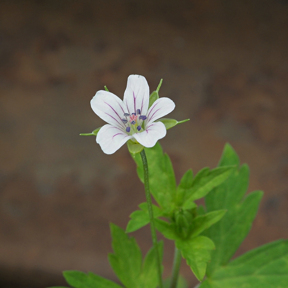 Image of Geranium sibiricum specimen.