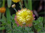 Chrysanthemum indicum. Соцветие и бутоны. Московская обл., Раменский р-н, окр. дер. Хрипань, садовый участок. 12.09.2024.