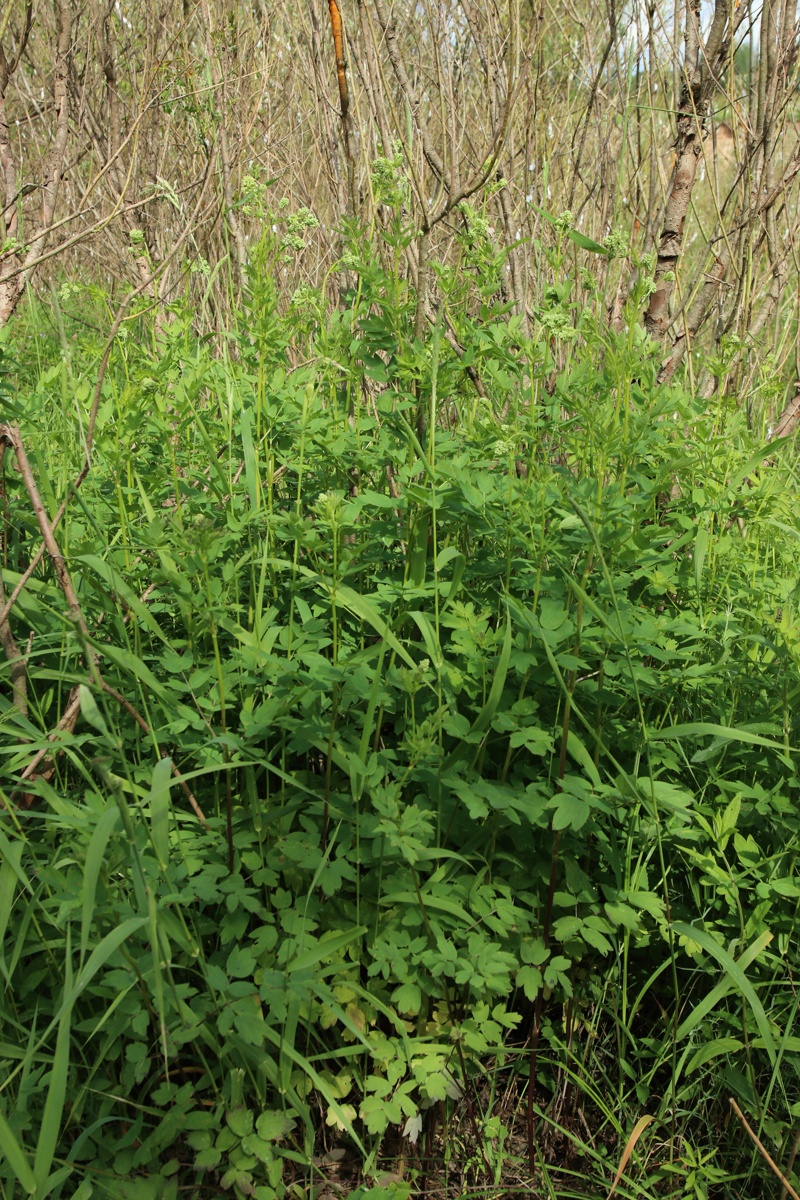 Image of Thalictrum flavum specimen.