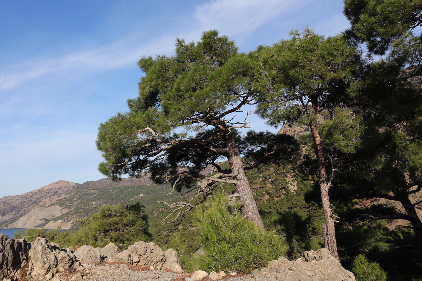 Image of Pinus pityusa specimen.