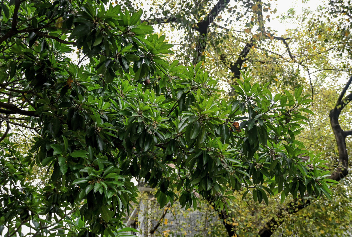 Image of Manilkara zapota specimen.