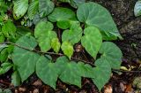 Begonia guangxiensis