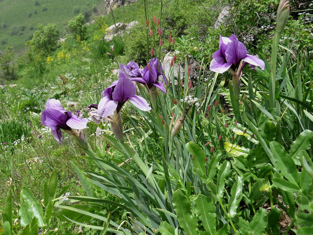 Изображение особи Iris darwasica.