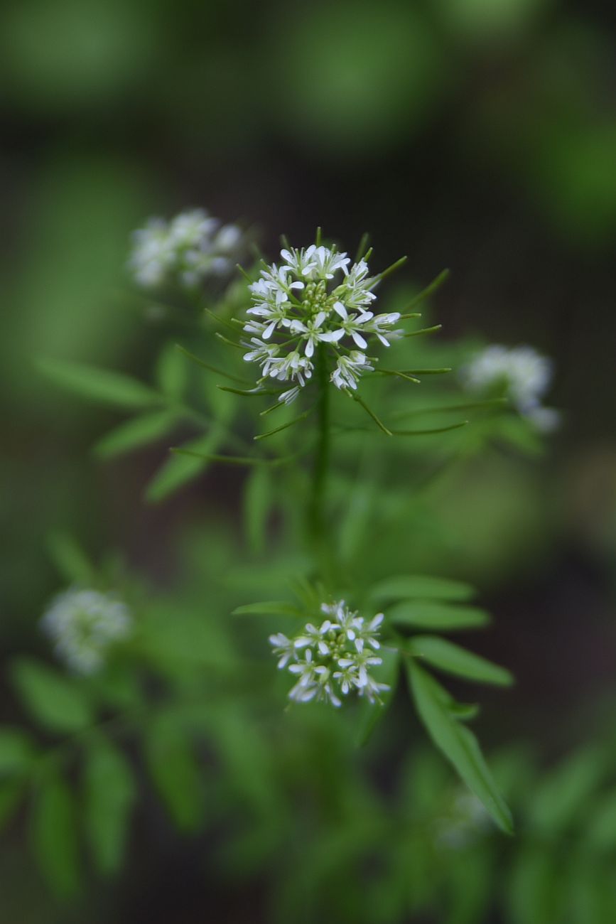 Image of Cardamine impatiens specimen.