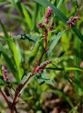 Persicaria lapathifolia. Верхушка побега с соцветиями. Московская обл., Дмитровский гор. округ, дол. р. Волгуша, берег реки, у воды. 31.08.2024.