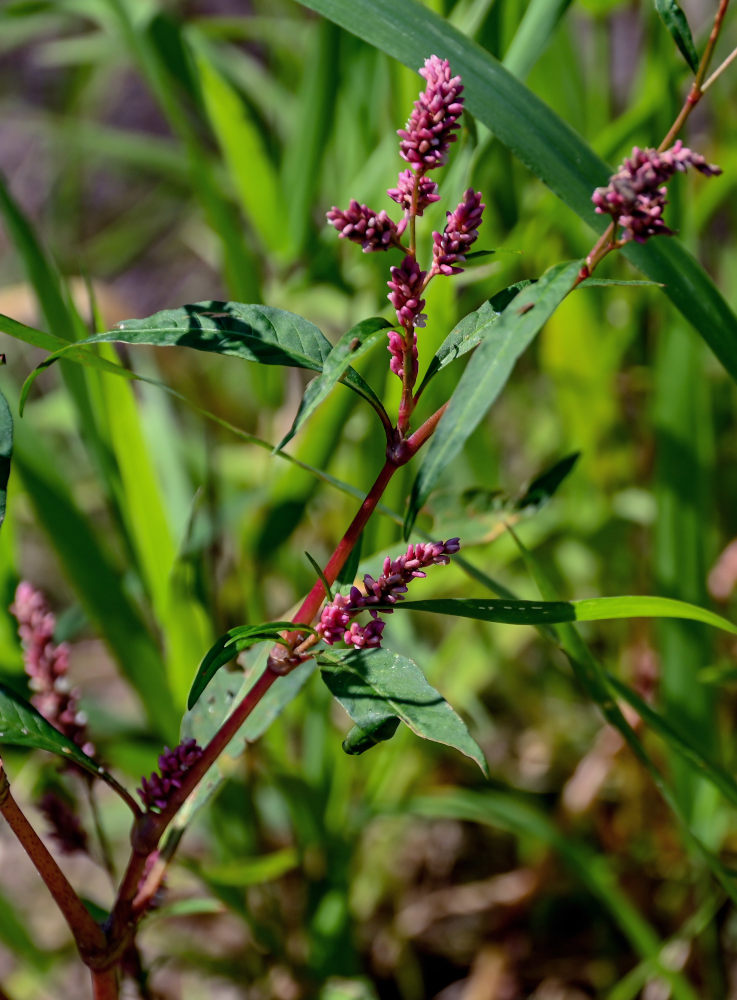 Изображение особи Persicaria lapathifolia.