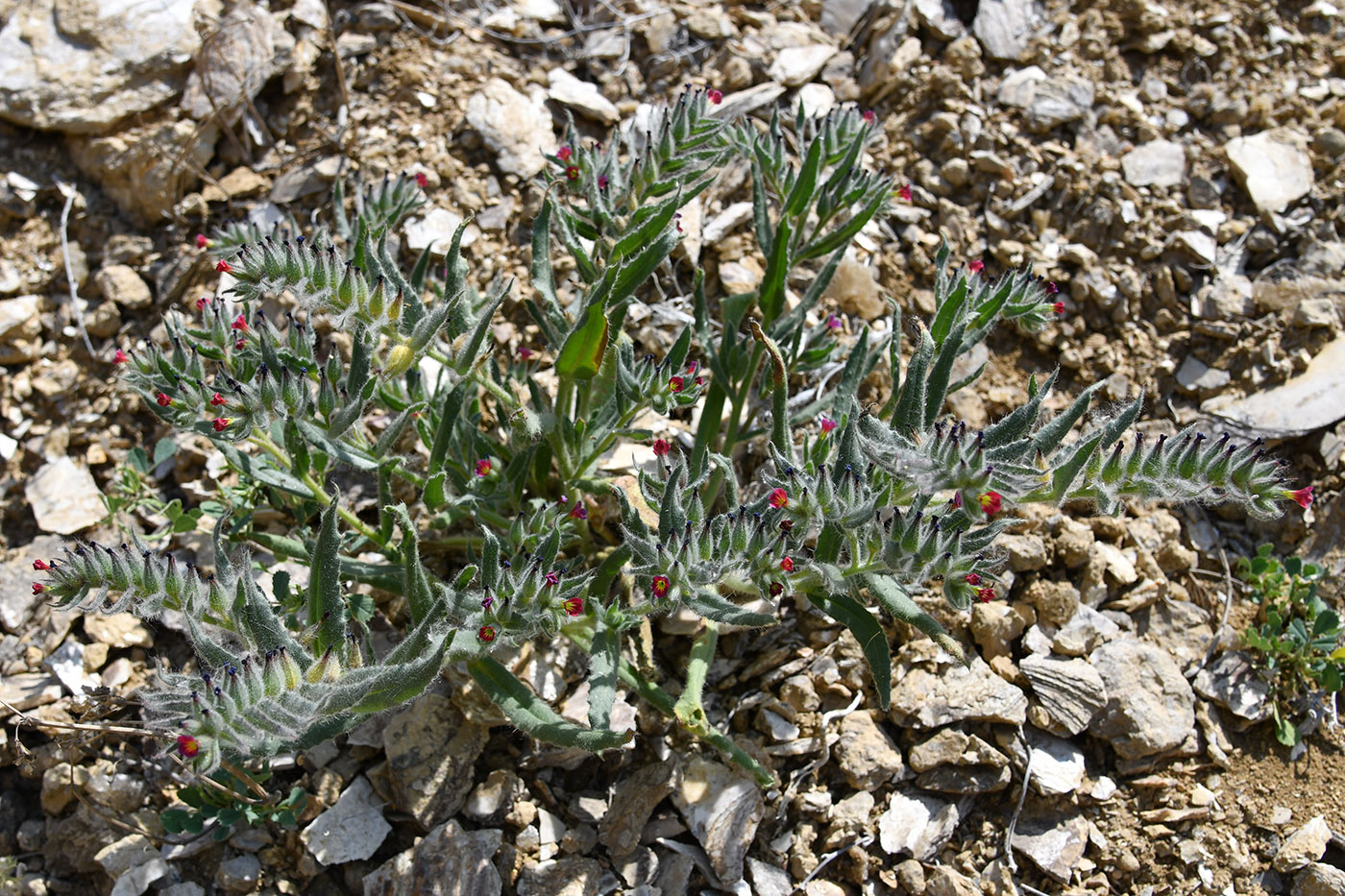 Image of Nonea caspica specimen.
