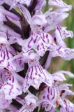 Dactylorhiza fuchsii