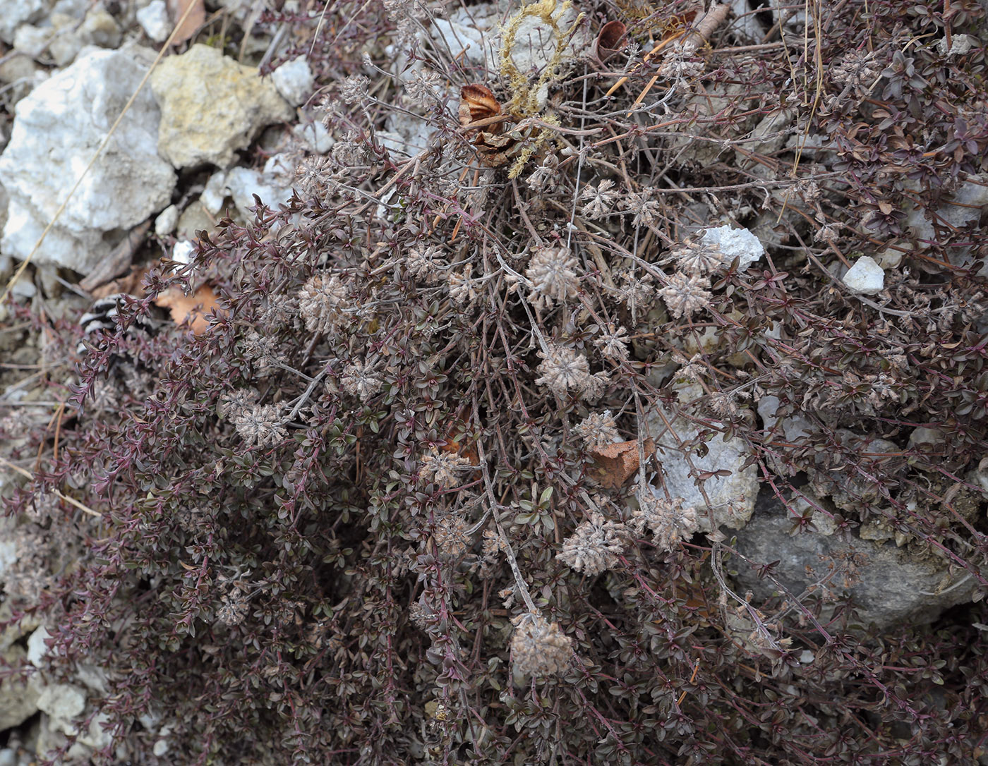 Image of genus Thymus specimen.