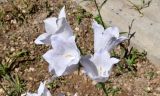 Смотреть изображение Campanula persicifolia