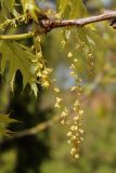 View full-size image Quercus rubra