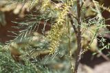 View full-size image Tamarix meyeri