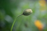 View full-size image genus Papaver