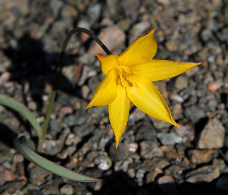 Изображение особи Tulipa australis.