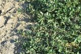 View full-size image genus Polygonum