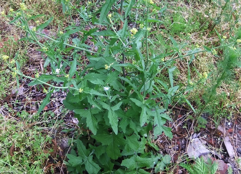 Image of Sisymbrium officinale specimen.