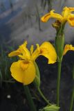 Iris pseudacorus. Цветки. Москва, Кузьминский парк. 04.06.2011.