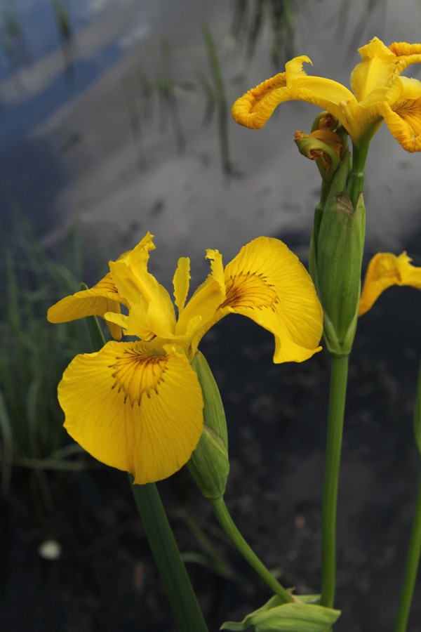 Image of Iris pseudacorus specimen.