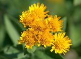 Inula germanica. Соцветия. Новороссийский р-н, окр. Абрау-Дюрсо, у дороги. 29.07.2005.